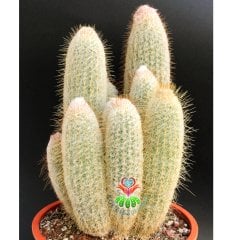 Austrocephalocereus Dybowskii- Bir Saksıda Çok Bitki-25 cm Saksıda, 80 cm boy