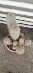 Austrocephalocereus Dybowskii- Bir Saksıda Çok Bitki-25 cm Saksıda, 80 cm boy