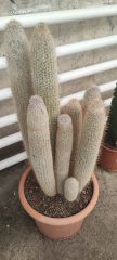 Austrocephalocereus Dybowskii- Bir Saksıda Çok Bitki-25 cm Saksıda, 80 cm boy