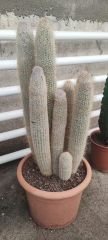 Austrocephalocereus Dybowskii- Bir Saksıda Çok Bitki-25 cm Saksıda, 80 cm boy