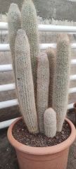 Austrocephalocereus Dybowskii- Bir Saksıda Çok Bitki-25 cm Saksıda, 80 cm boy