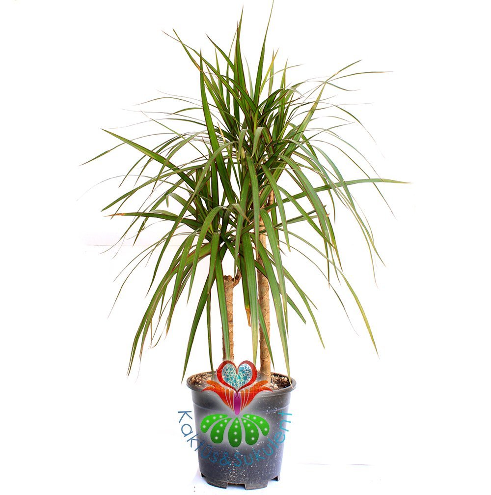 Evdeki Havayı Temizleyen Bitki Dracena Marginata,Madagaskar Dragon Ağacı, 30+ cm Uzunluk,Canlı Dekor