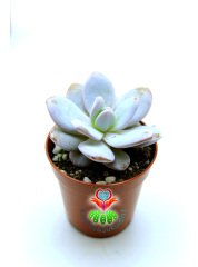 Pachyphytum Powder Puff 5,5 cm Saksılı Nadir Tür Sukulent