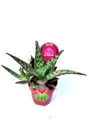 Aloe Pink Blush 8,5 cm Saksılı Pembeleşen Aloe Sukulent