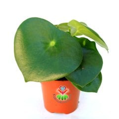 Peperomia ''Raindrop'' Yağmur Damlası - Dev Yeşil Para Yapraklı Nadir Sukulent 10,5 cm Saksılı