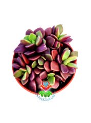 Anacampseros Rufescens-Doğal Bordo Renk Sukulent-5,5 cm Saksıda Özel Tür