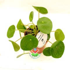 Çin Para Ağacı ,Pilea Peperomioides Mükemmel Yuvarlak Yumuşak Yapraklı Nadir Bitki, 10,5 cm Saksılı 20 cm Boyda