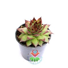 Sempervivum Calcareum-Koyu Bordo Yeşil Yapraklı- 8,5 cm saksıda-