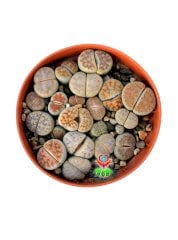 Lithops Karasmontana Mix -Kırmızı Renk Yaşayan Taş Kaktüsler-8 cm Saksıda İthal
