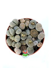 Lithops Mix- Gri-Beyaz Tonlarında Yaşayan Taşlar-8,5 cm Saksıda