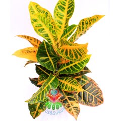 Codiaeum variegatum 'Petra'-Banana Croton -30+ cm Büyüklük- Rengarenk Yapraklı Hava Temizleyici