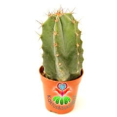 Lemaireocereus Pruinosus, Mükemmel Formlu 5,5 cm Saksıda 7+ cm Boy Gri Renk Kaktüs- Özel Seri