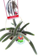 Maymun Kuyruğu Kaktüs, Hildewintera Colademononis, Monkey Tail, Askılı 12 cm Saksı Sarkan Nadir Tür