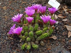 Kaktüs-Echinocereus Berlandieri Mor Çiçek Açar 5,5 cm Saksıda En Az 4 Adet -Özel Seri