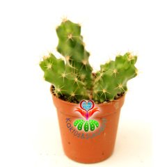 Kaktüs-Echinocereus Berlandieri Mor Çiçek Açar 5,5 cm Saksıda En Az 4 Adet -Özel Seri