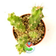 Kaktüs-Echinocereus Berlandieri Mor Çiçek Açar 5,5 cm Saksıda En Az 4 Adet -Özel Seri