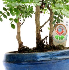 Chinese Pepper Bonsai-İç Mekan-Minik Yapraklı- 3 Kök-Kalın Gövdeli-Nette En Uygun Fiyat