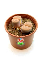 Lithops Hookeri var. Marginata Turuncu-Kahve Renkli Lithops 8 cm Saksılı