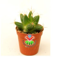 Mammillaria Longimamma ( Dolichothele ) Mükemmel Formda 1.Sınıf Kalite Kaktüs Gelişkin Form 8,5 cm Saksılı