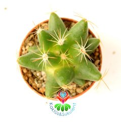 Mammillaria Longimamma ( Dolichothele ) Mükemmel Formda 1.Sınıf Kalite Kaktüs Gelişkin Form 8,5 cm Saksılı