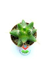 Mammillaria Longimamma ( Dolichothele ) Mükemmel Formda 1.Sınıf Kalite Kaktüs Gelişkin Form 8,5 cm Saksılı