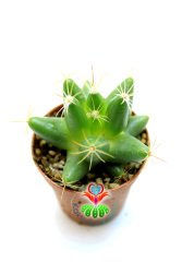 Mammillaria Longimamma ( Dolichothele ) Mükemmel Formda 1.Sınıf Kalite Kaktüs Gelişkin Form 8,5 cm Saksılı