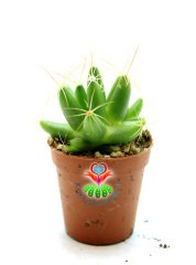 Mammillaria Longimamma ( Dolichothele ) Mükemmel Formda 1.Sınıf Kalite Kaktüs Gelişkin Form 8,5 cm Saksılı
