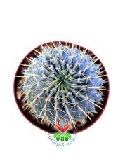 Notocactus Buiningii -Dev Sarı Renk Çiçek Açar 8,5 cm saksıda