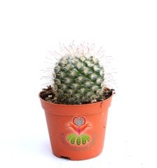 Mammillaria Bombycina-Pembe Renk Çiçek Açar-Kanca Dikenli-8,5 cm saksıda-Teraryum, Sukulent
