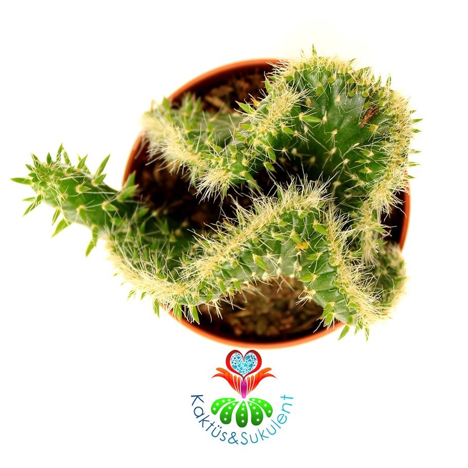 Beyin Kaktüs, Opuntia Cylindrica Cristata-Özel Seri 5,5 cm Saksı Dolusu Yeşil Renk