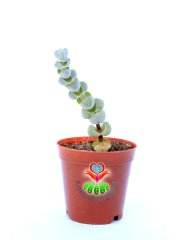 Crassula Arta-Katmanlı Beyaz-Gri Renk Özel Tür Sukulent-5,5 cm Saksıda