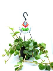 Peperomia Hope, Askılı Sarkaç 15 cm Saksıda Şık ve Dayanıklı Tür Uygun Fiyat