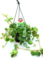 Peperomia Hope, Askılı Sarkaç 15 cm Saksıda Şık ve Dayanıklı Tür Uygun Fiyat