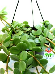 Peperomia Hope, Askılı Sarkaç 15 cm Saksıda Şık ve Dayanıklı Tür Uygun Fiyat