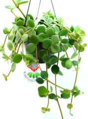 Peperomia Hope, Askılı Sarkaç 15 cm Saksıda Şık ve Dayanıklı Tür Uygun Fiyat
