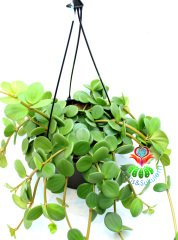Peperomia Hope, Askılı Sarkaç 15 cm Saksıda Şık ve Dayanıklı Tür Uygun Fiyat