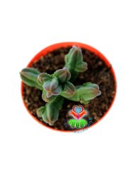 Crassula Pyramidalis -Çok Özel Tür Katmanlı Sukulent 5,5 cm Saksıda