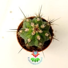 Kaktüs, Stetsonia Coryne-Sıradışı Siyah Dev Dikenli - 8 cm Saksı Dolusu- Hızlı Büyür
