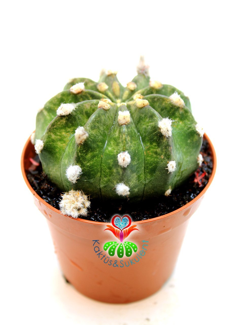 Echinopsis Subdenudata Variegata-Çok Nadir Tür Karma Renk-Dev Kokulu Çiçek Açar 8 cm Saksıda