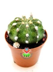 Echinopsis Subdenudata Variegata-Çok Nadir Tür Karma Renk-Dev Kokulu Çiçek Açar 8 cm Saksıda