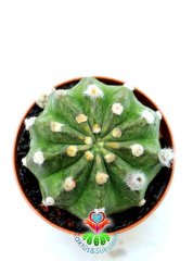 Echinopsis Subdenudata Variegata-Çok Nadir Tür Karma Renk-Dev Kokulu Çiçek Açar 8 cm Saksıda
