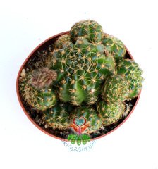 Lobivia Arachnacantha Yavrulu Halde,Sarı Renk Çiçek Açar-8,5 cm saksıda-Teraryum,Sukulent