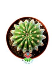 Trichocereus Pasacana F.Brevispinus Hort.Dev Pembe Büyük Çiçek açar 13 cm Saksılı