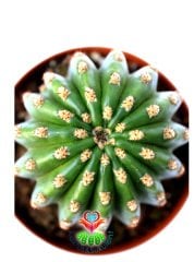 Trichocereus Pasacana F.Brevispinus Hort.Dev Pembe Büyük Çiçek açar 13 cm Saksılı