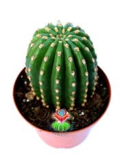 Trichocereus Pasacana F.Brevispinus Hort.Dev Pembe Büyük Çiçek açar 13 cm Saksılı