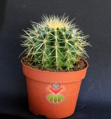 Echinocactus Grusonii Altınfıçı Kaktüsü- Çok Hızlı Büyür -12 cm saksıda- Sukulent