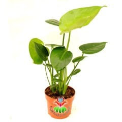 Deve Tabanı Çiçeği - Monstera Deliciosa, Monstera Fensterblatt,12 cm Saksıda- 40 cm Uzunlukta