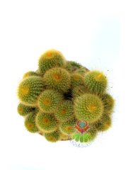 Eriocactus Leninghausii (Parodia) Kaktüs 12 cm Saksı Dolusu