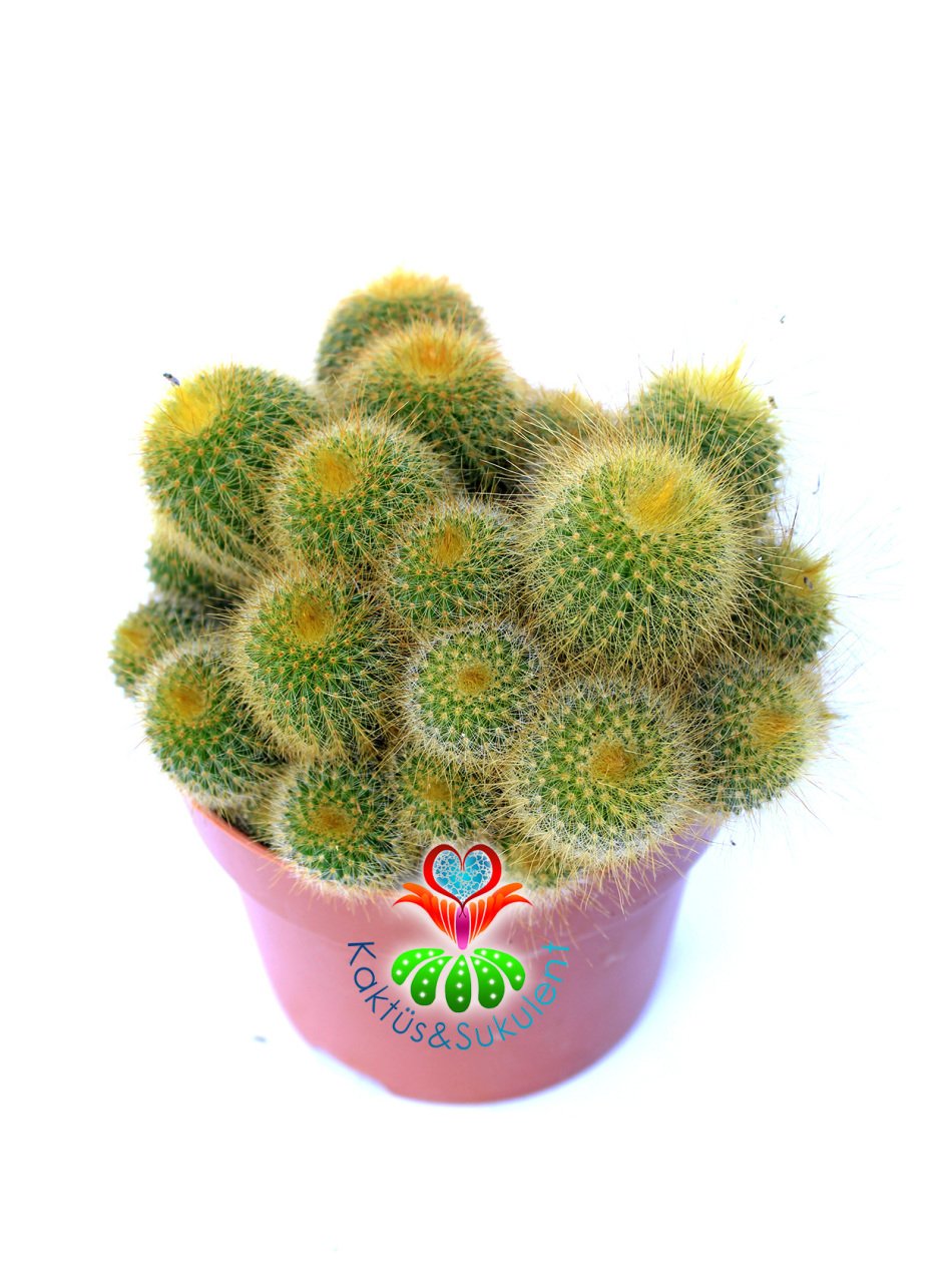Eriocactus Leninghausii (Parodia) Kaktüs 12 cm Saksı Dolusu