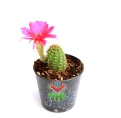 Lobivia Sp. -Fuşya- Koyu Pembe Renk Çiçekli -5,5 cm saksıda-Teraryum,Sukulent